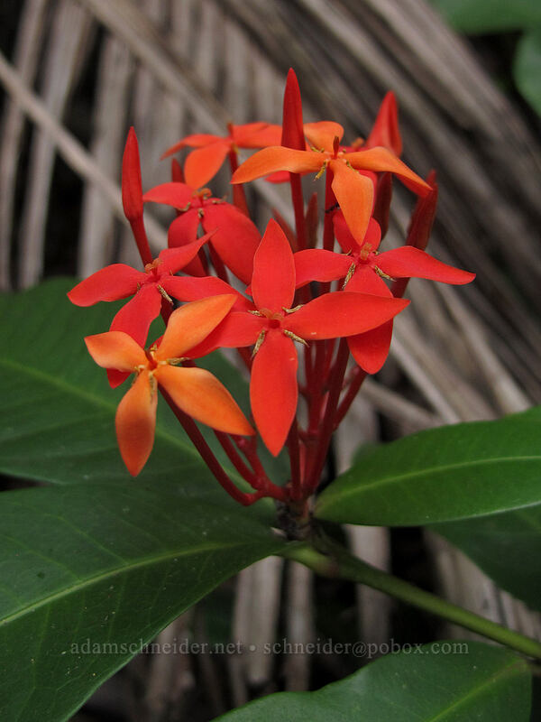 ixora (Ixora sp.) [above Ke'e Beach, Ha'ena State Park, Kaua'i, Hawaii]