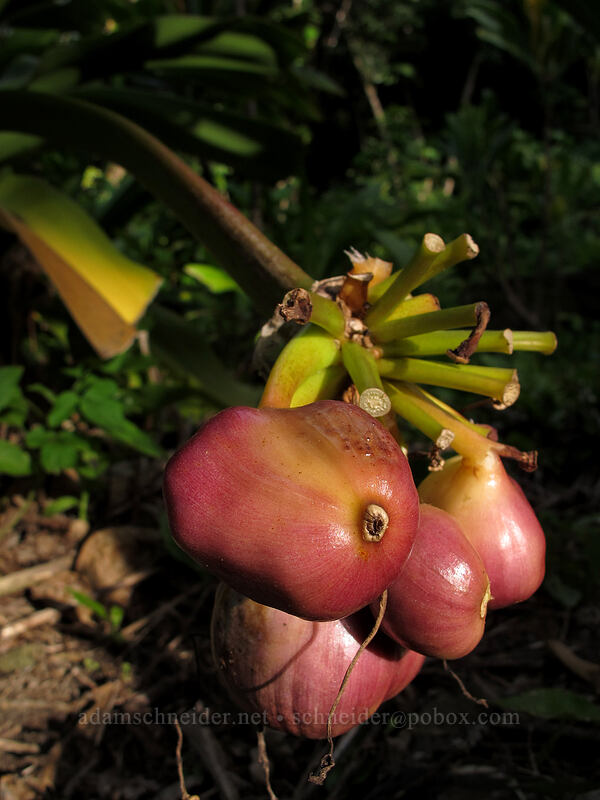 swamp lily fruit (Crinum pedunculatum) [above Ke'e Beach, Ha'ena State Park, Kaua'i, Hawaii]