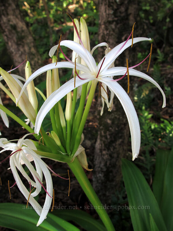 swamp lily (Crinum pedunculatum) [above Ke'e Beach, Ha'ena State Park, Kaua'i, Hawaii]