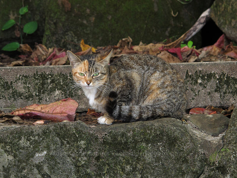 popoki (Felis catus) [Ke'e Beach, Ha'ena State Park, Kaua'i, Hawaii]