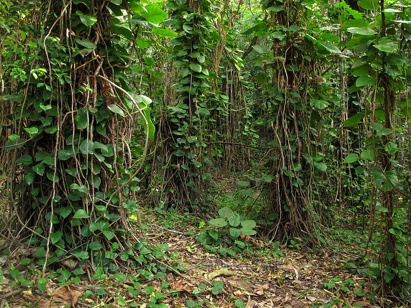 pothos jungle (Epipremnum aureum) [Ke'e Beach, Ha'ena State Park, Kaua'i, Hawaii]