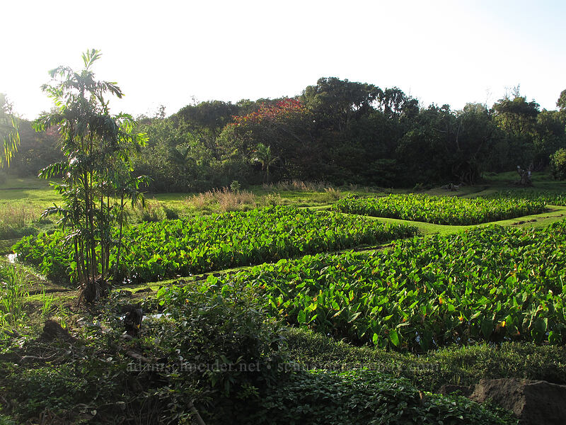 taro fields (Colocasia esculenta) [Kuhio Highway, Ha'ena State Park, Kaua'i, Hawaii]