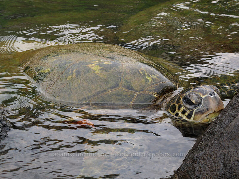 green sea turtle (Chelonia mydas) [Koloa Landing, Po'ipu, Kaua'i, Hawaii]