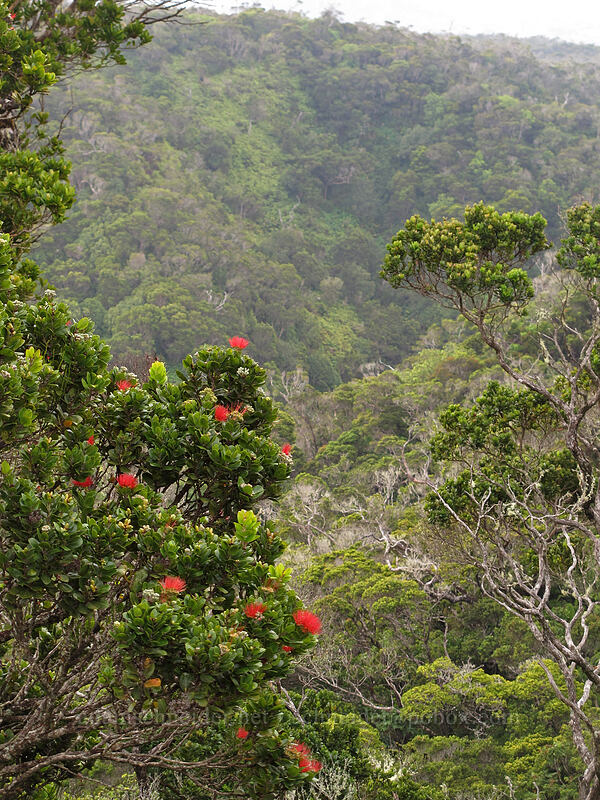 'ohia lehua flowers (Metrosideros polymorpha) [Pihea Trail, Na Pali-Kona Forest Reserve, Kaua'i, Hawaii]