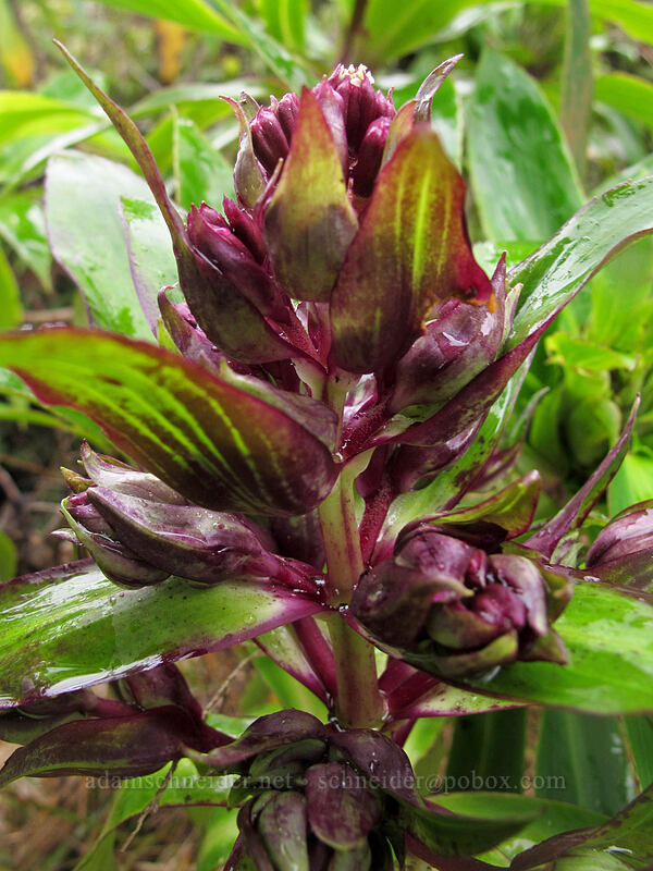 na'ena'e 'ula, budding (Dubautia raillardioides) [Pihea Trail, Na Pali-Kona Forest Reserve, Kaua'i, Hawaii]