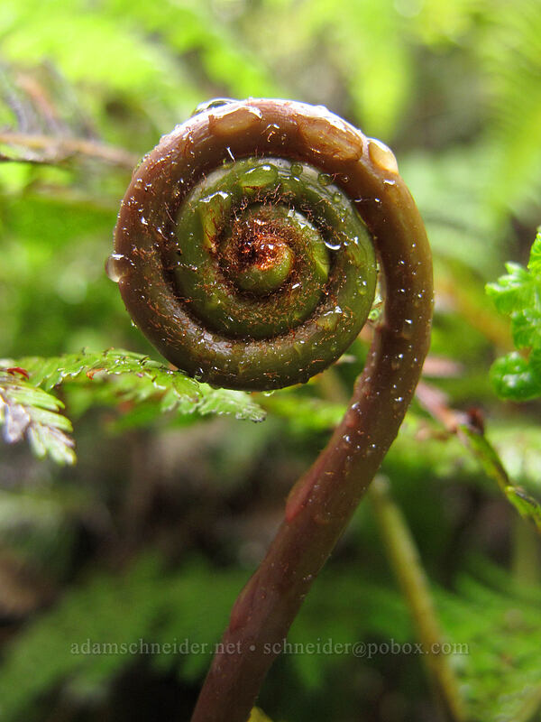 fern fiddlehead [Pihea Trail, Na Pali-Kona Forest Reserve, Kaua'i, Hawaii]