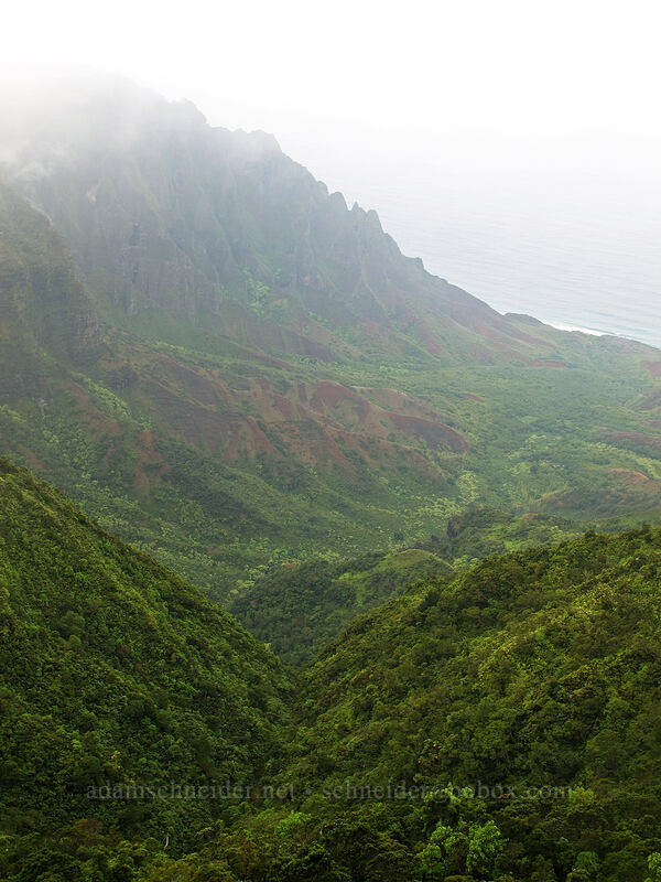 Kalalau Valley [Pihea summit, Na Pali-Kona Forest Reserve, Kaua'i, Hawaii]