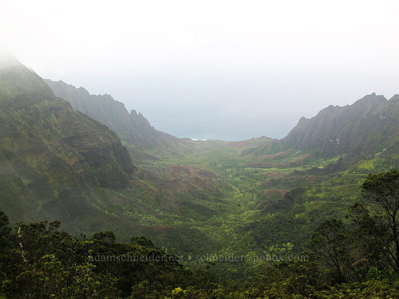 Kalalau Valley [Pihea Trail, Na Pali-Kona Forest Reserve, Kaua'i, Hawaii]