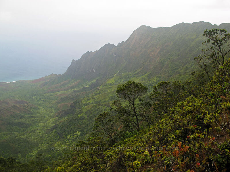Kalalau Valley [Pihea Trail, Na Pali-Kona Forest Reserve, Kaua'i, Hawaii]
