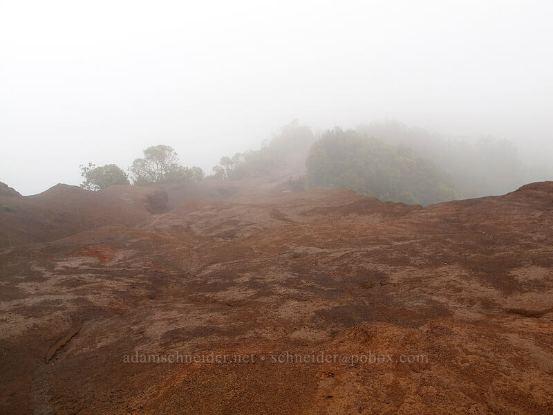 beginning of the Pihea Trail [Pu'u o Kila, Koke'e State Park, Kaua'i, Hawaii]
