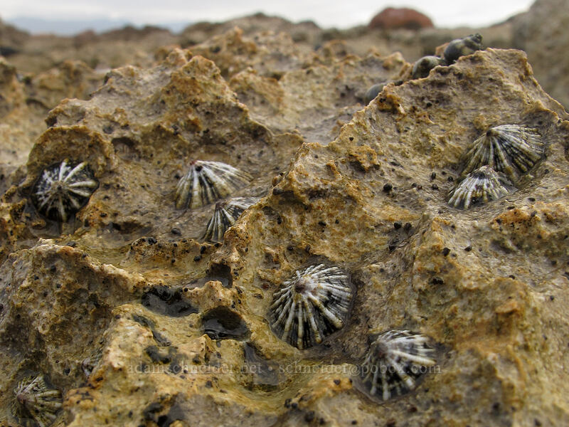 false limpets ('opihi 'awa) (Siphonaria normalis) [Salt Pond Beach Park, Hanapepe, Kaua'i, Hawaii]