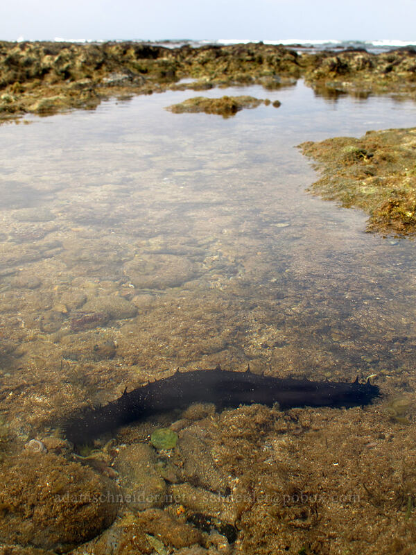 difficult sea-cucumber (Holothuria difficilis) [Salt Pond Beach Park, Hanapepe, Kaua'i, Hawaii]