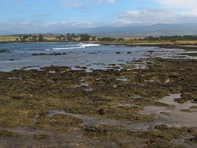 tidepools [Salt Pond Beach Park, Hanapepe, Kaua'i, Hawaii]
