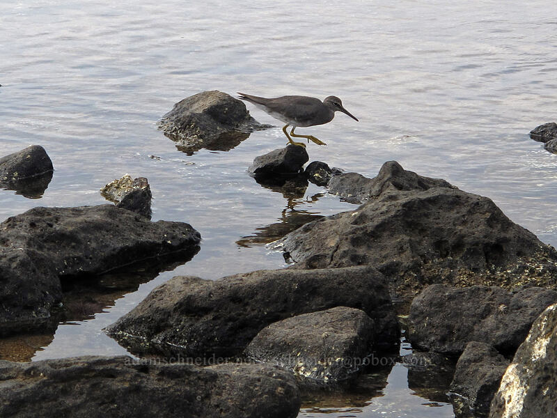 wandering tattler ('ulili) (Tringa incana) [Salt Pond Beach Park, Hanapepe, Kaua'i, Hawaii]