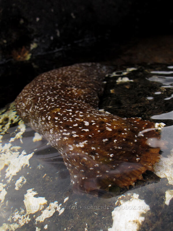white-spotted sea cucumber (Actinopyga mauritiana) [Salt Pond Beach Park, Hanapepe, Kaua'i, Hawaii]