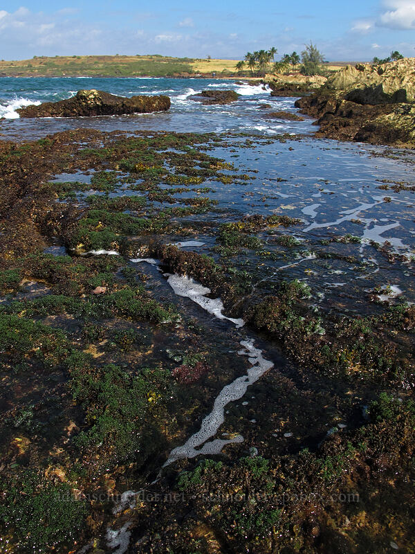 tidepools [Salt Pond Beach Park, Hanapepe, Kaua'i, Hawaii]