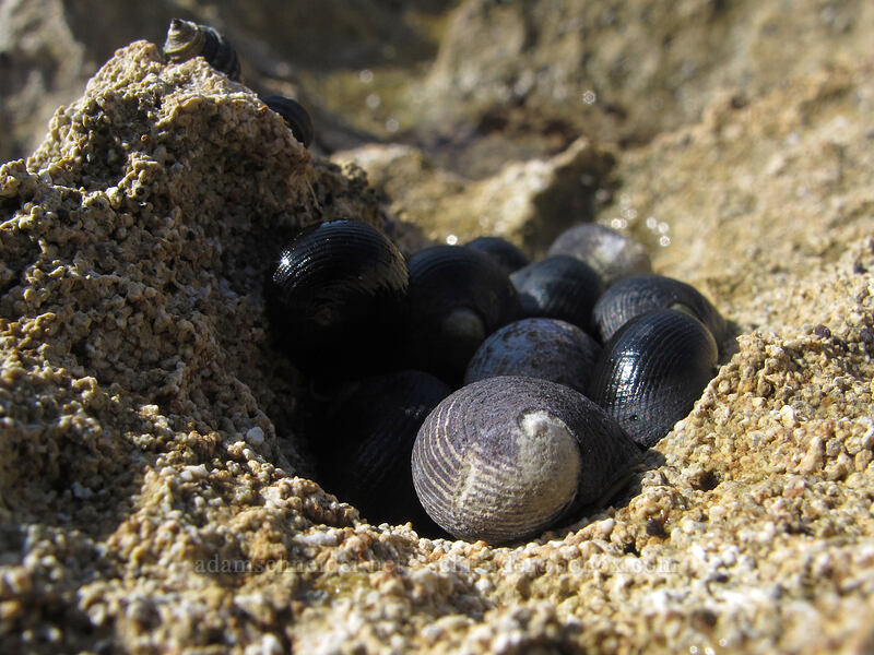 black nerites (pipipi) (Nerita picea) [Salt Pond Beach Park, Hanapepe, Kaua'i, Hawaii]