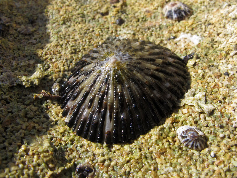 limpet ('opihi) (Cellana sp.) [Salt Pond Beach Park, Hanapepe, Kaua'i, Hawaii]