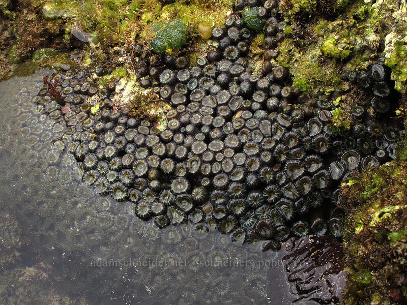 zoanthids (Protopalythoa sp.) [Brennecke's Beach, Po'ipu, Kaua'i, Hawaii]
