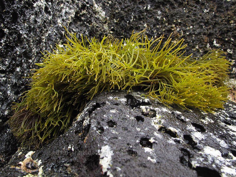 seaweed [Brennecke's Beach, Po'ipu, Kaua'i, Hawaii]