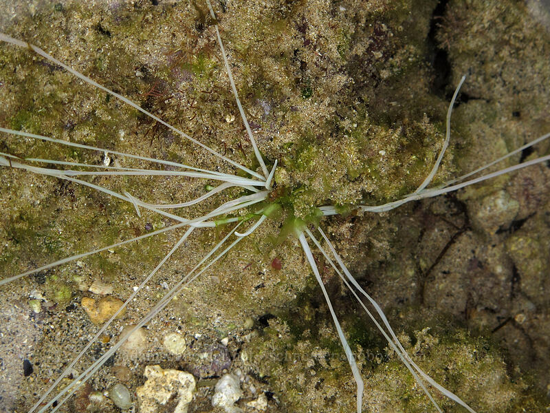 spaghetti worm (kauna 'oa) (Loimia medusa) [Brennecke's Beach, Po'ipu, Kaua'i, Hawaii]