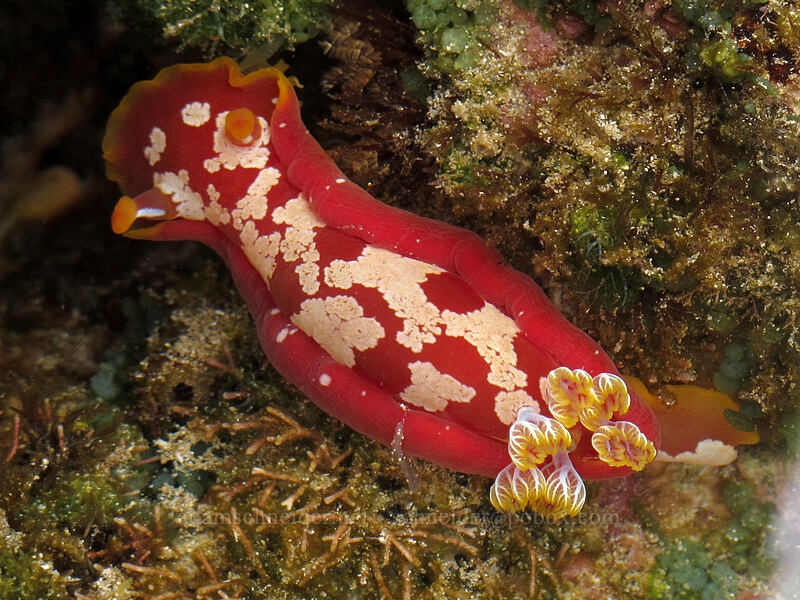 nudibranch (yellow-margin Spanish dancer) (Hexabranchus aureomarginatus) [Brennecke's Beach, Po'ipu, Kaua'i, Hawaii]