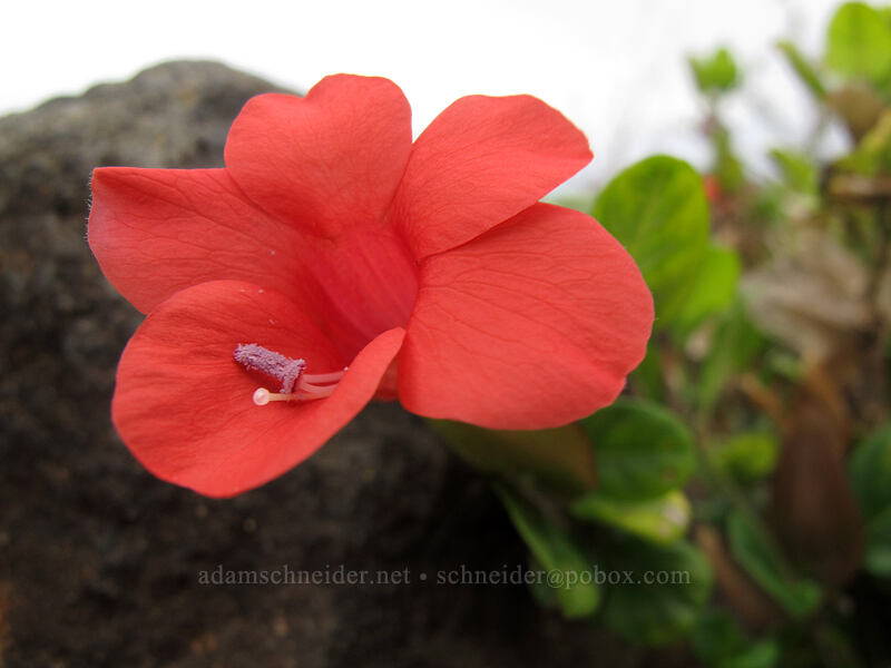 coral creeper (Barleria repens) [Brennecke's Beach, Po'ipu, Kaua'i, Hawaii]