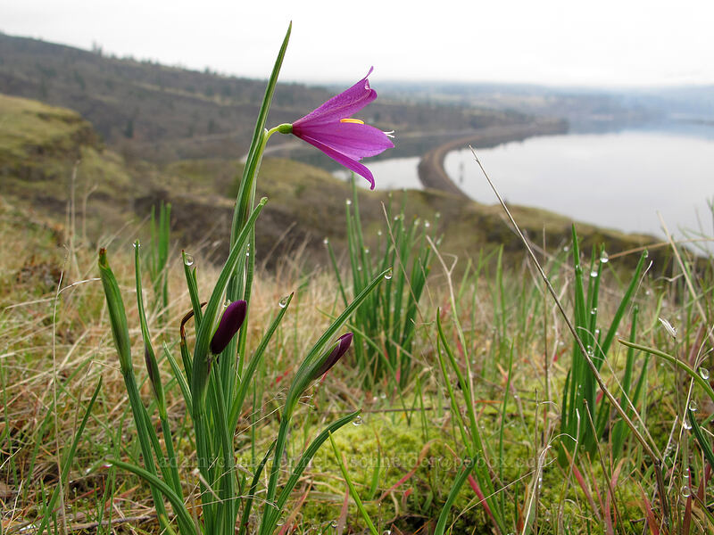 grass widows (Olsynium douglasii) [The Labyrinth, Klickitat County, Washington]