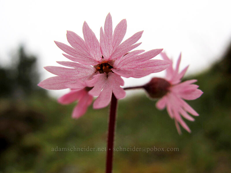 smooth prairie star (Lithophragma glabrum) [The Labyrinth, Klickitat County, Washington]