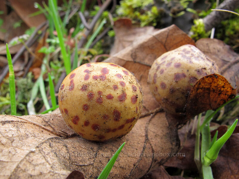 speckled gall-wasp galls on an oak leaf (Cynips mirabilis (Besbicus mirabilis), Quercus garryana) [The Labyrinth, Klickitat County, Washington]