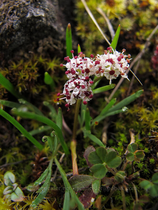 salt-and-pepper desert parsley (Lomatium sp.) [The Labyrinth, Klickitat County, Washington]