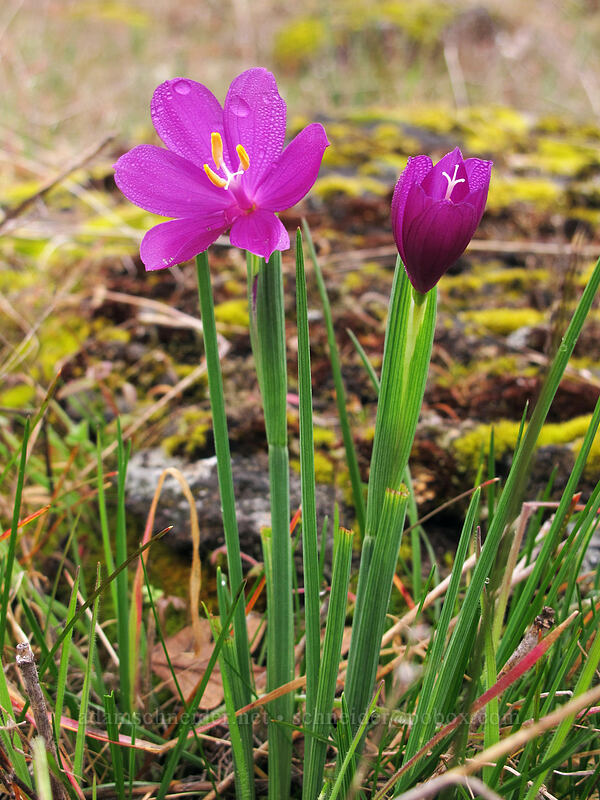 grass widows (Olsynium douglasii) [The Labyrinth, Klickitat County, Washington]