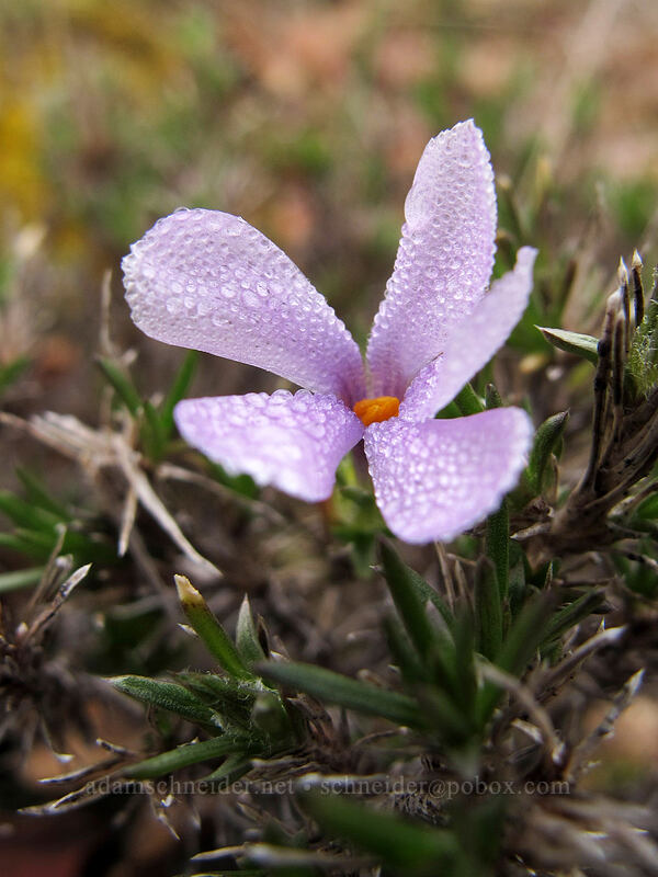 Hood's phlox (Phlox hoodii) [The Labyrinth, Klickitat County, Washington]