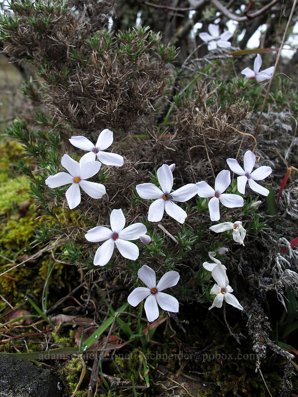 Hood's phlox (Phlox hoodii) [The Labyrinth, Klickitat County, Washington]