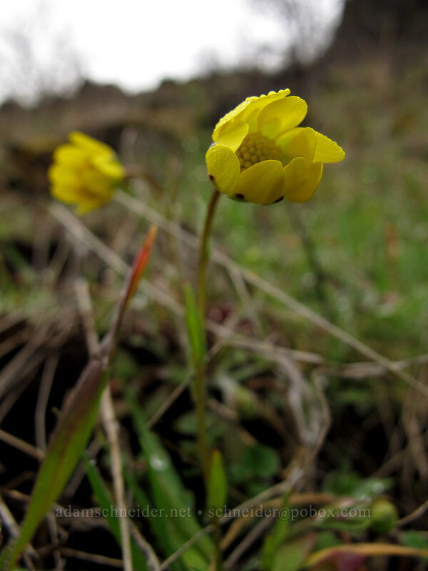 gold stars (Crocidium multicaule) [The Labyrinth, Klickitat County, Washington]
