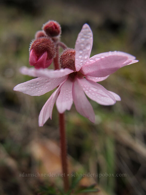 smooth prairie star (Lithophragma glabrum) [The Labyrinth, Klickitat County, Washington]