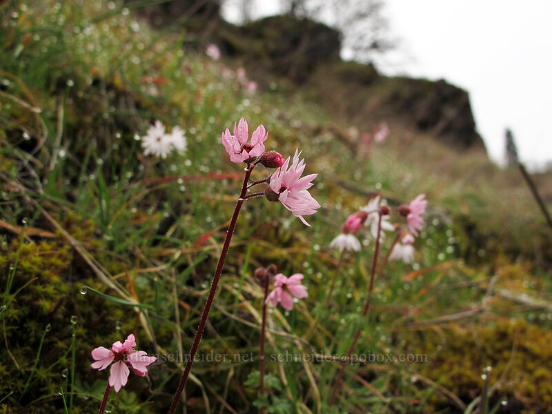 smooth prairie stars (Lithophragma glabrum) [The Labyrinth, Klickitat County, Washington]