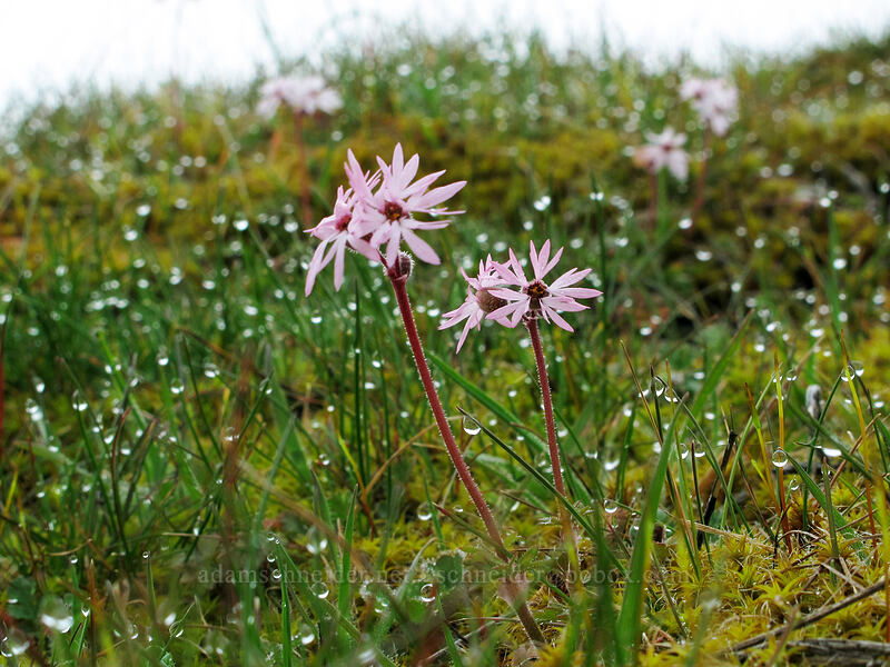 smooth prairie stars & dewdrops (Lithophragma glabrum) [The Labyrinth, Klickitat County, Washington]