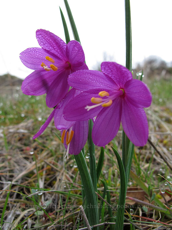 grass widows (Olsynium douglasii) [The Labyrinth, Klickitat County, Washington]