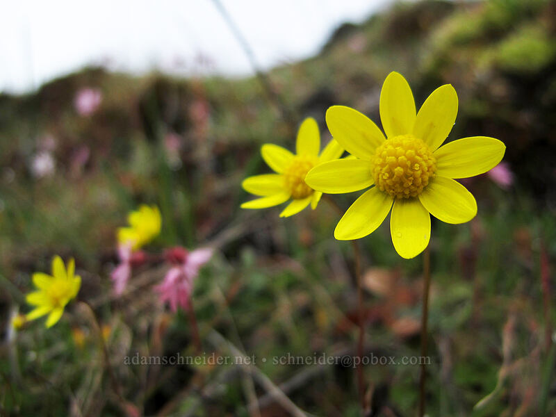 gold stars (Crocidium multicaule) [The Labyrinth, Klickitat County, Washington]