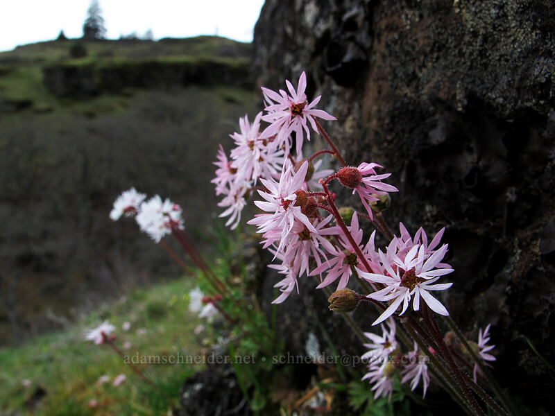smooth prairie stars (Lithophragma glabrum) [The Labyrinth, Klickitat County, Washington]