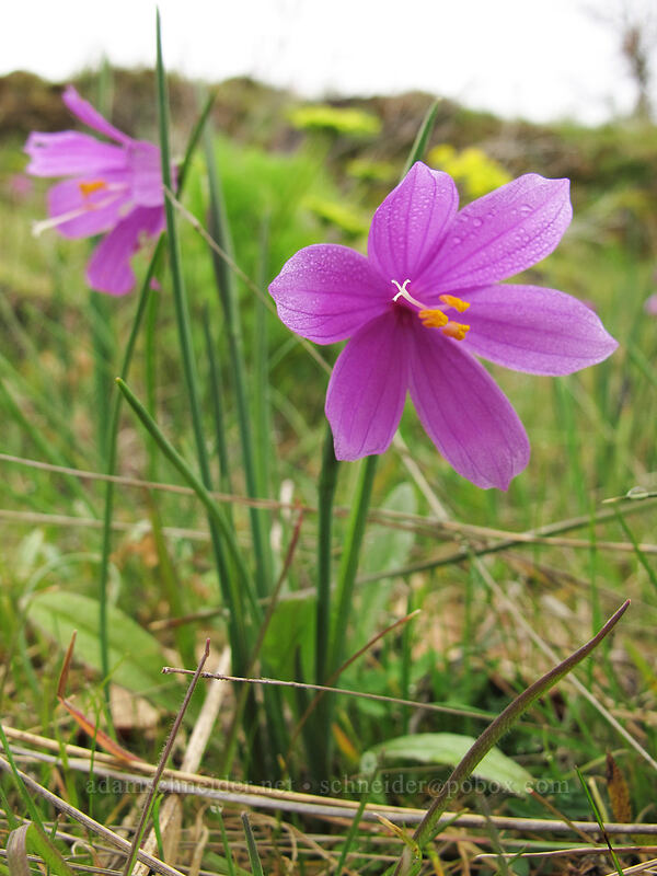grass widows (Olsynium douglasii) [The Labyrinth, Klickitat County, Washington]