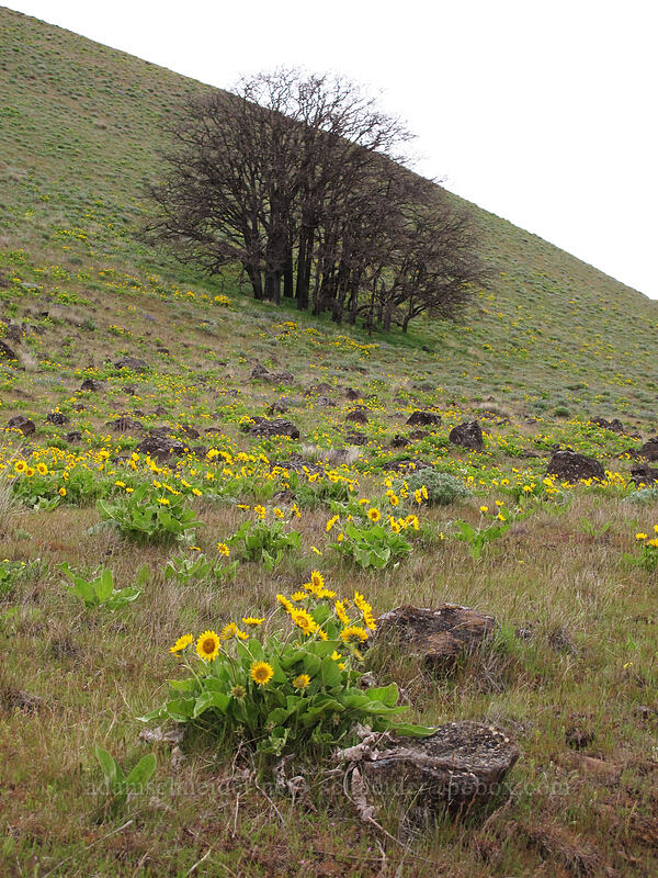 balsamroot & oak trees (Balsamorhiza sp.) [Columbia Hills N.A.P., Klickitat County, Washington]