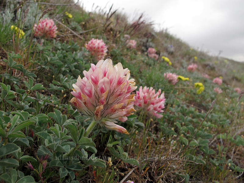 big-head clover (Trifolium macrocephalum) [Columbia Hills N.A.P., Klickitat County, Washington]