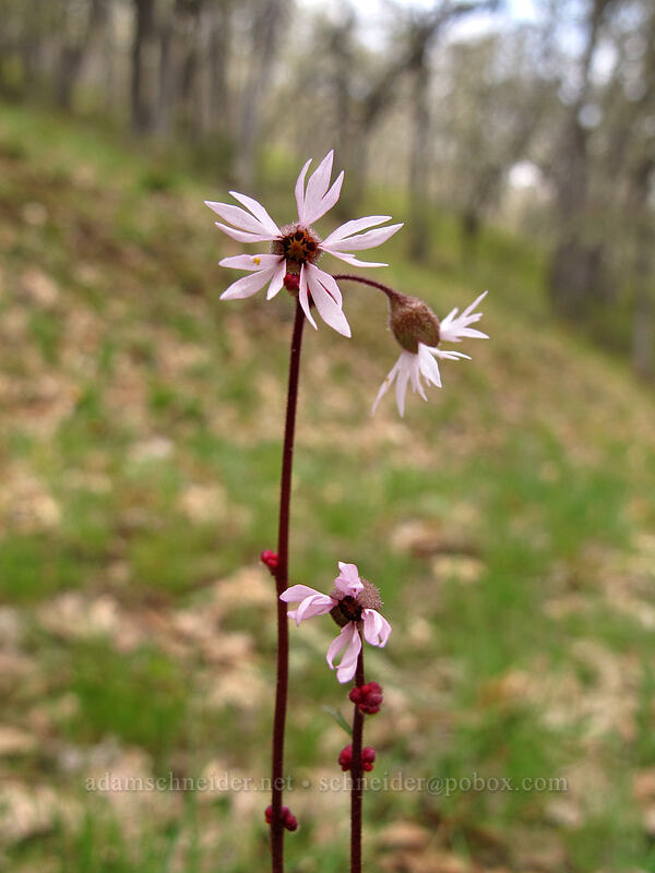 bulbiferous prairie star (Lithophragma glabrum) [Columbia Hills N.A.P., Klickitat County, Washington]
