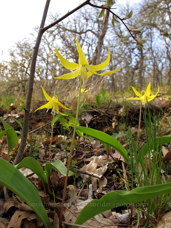 glacier lilies (Erythronium grandiflorum) [Columbia Hills N.A.P., Klickitat County, Washington]