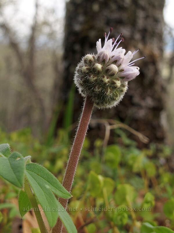ball-head waterleaf (Hydrophyllum capitatum var. thompsonii) [Columbia Hills N.A.P., Klickitat County, Washington]