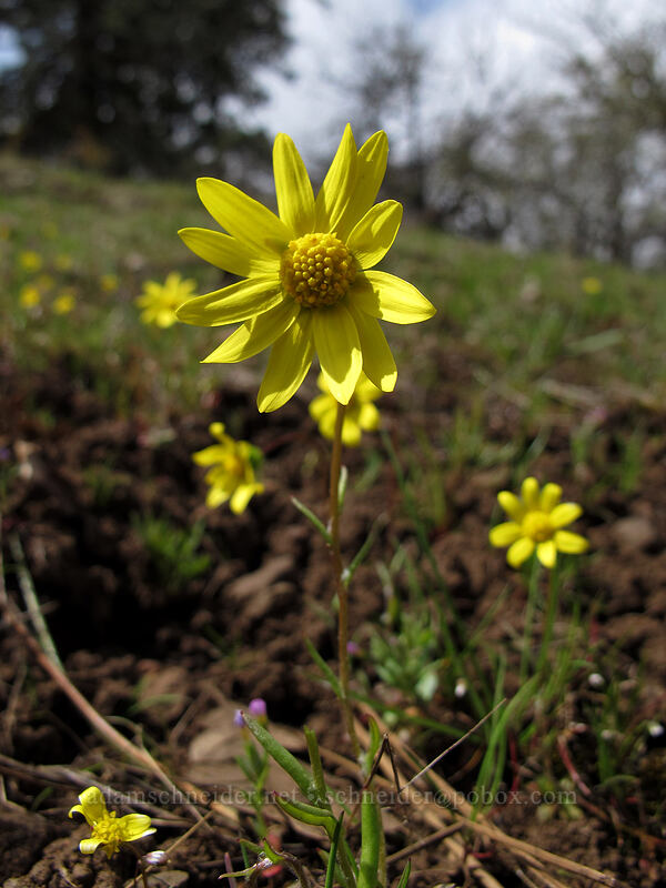 gold stars (Crocidium multicaule) [Columbia Hills N.A.P., Klickitat County, Washington]