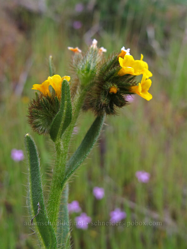 fiddleneck (Amsinckia sp.) [Columbia Hills N.A.P., Klickitat County, Washington]
