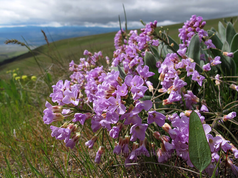 dagger-pod (Phoenicaulis cheiranthoides) [Columbia Hills N.A.P., Klickitat County, Washington]